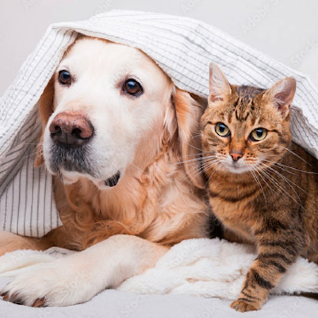 perro y gato