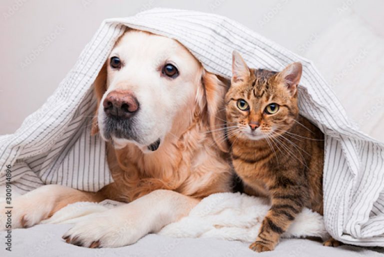 perro y gato