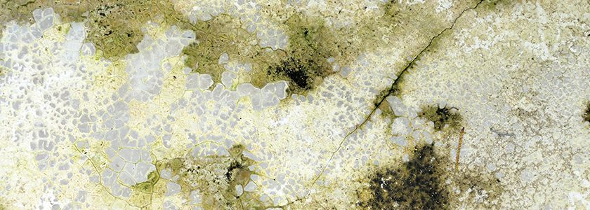 Cómo limpiar moho de una pared pintada  - Brillocor